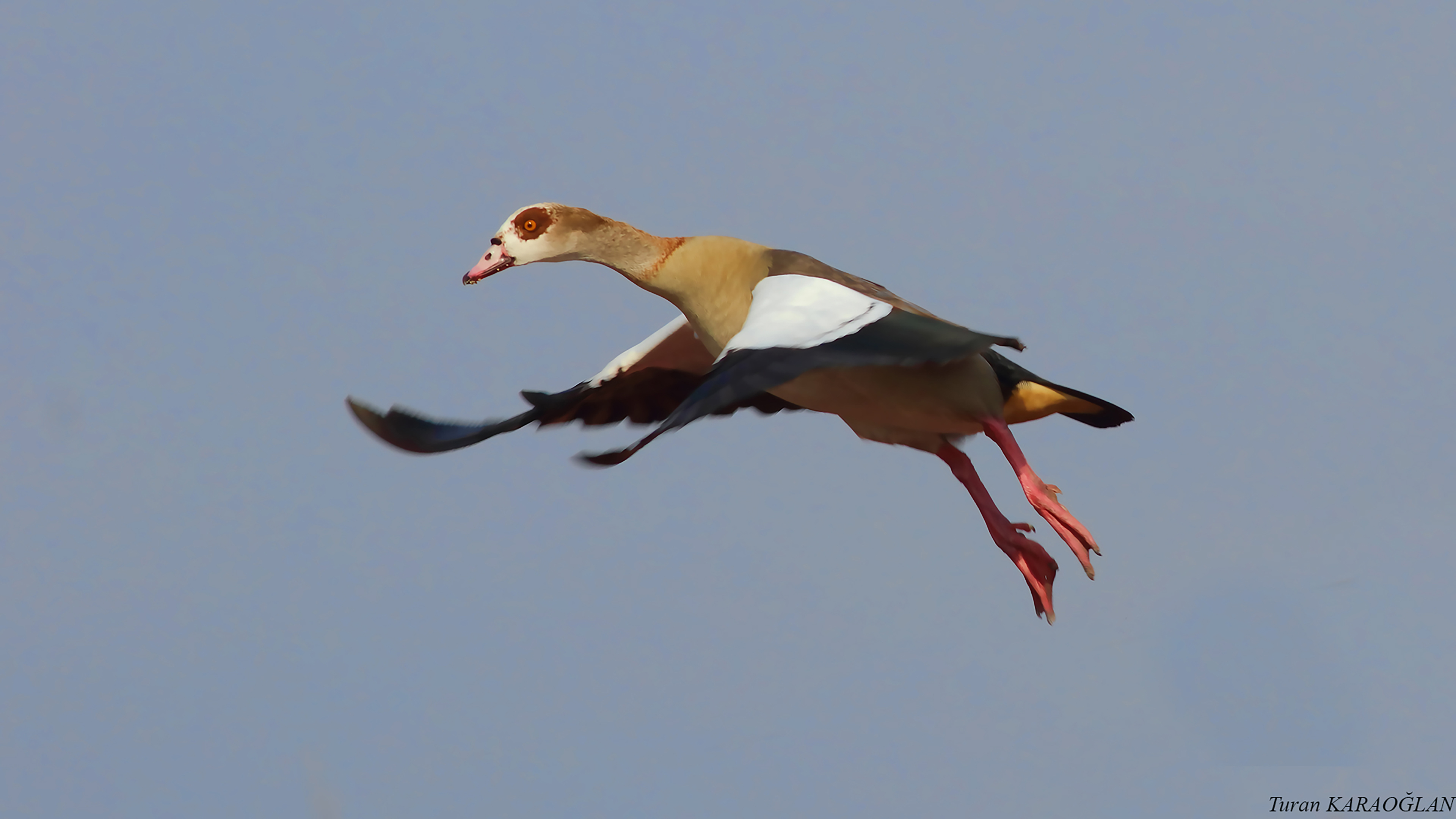 Egyptian Goose
